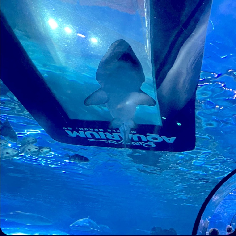 Meet your Posher, Andreanna